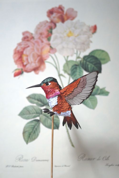 Photo de Colibri roux