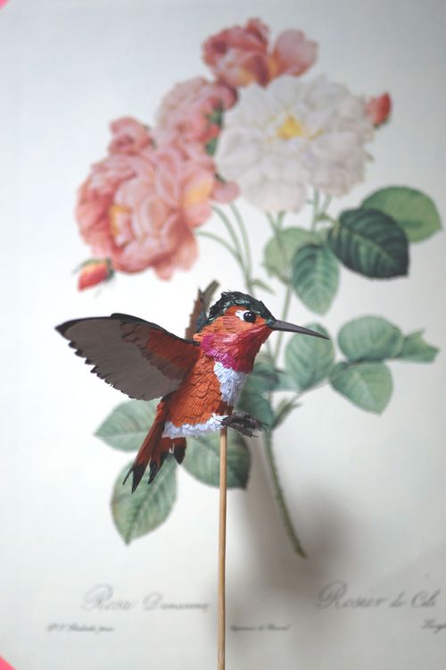 Photo de Colibri roux