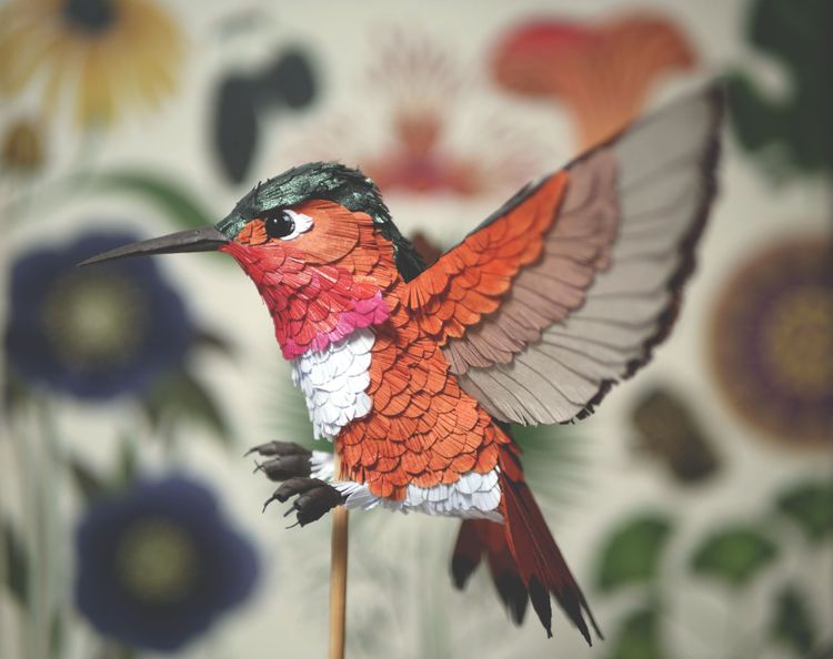 Photo de Colibri roux