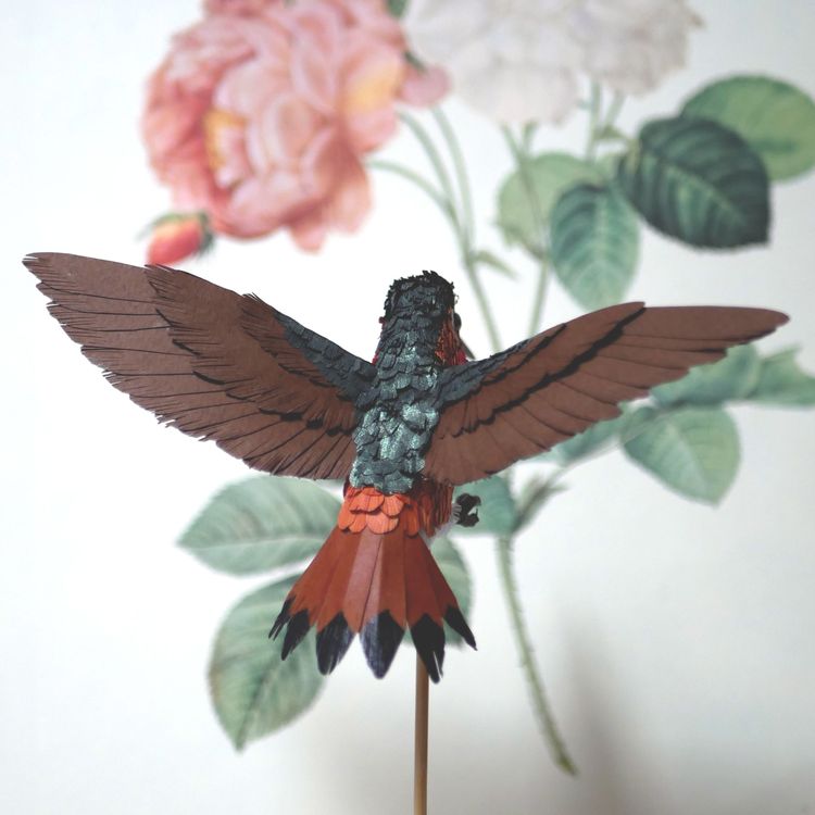 Photo de Colibri roux
