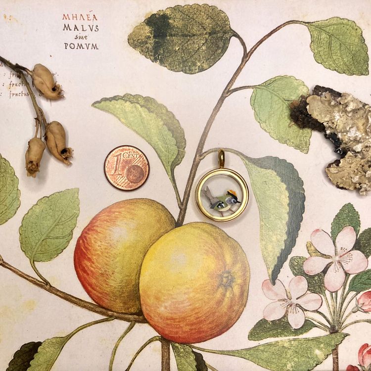 Photo de Médaillon Roitelet huppé mâle