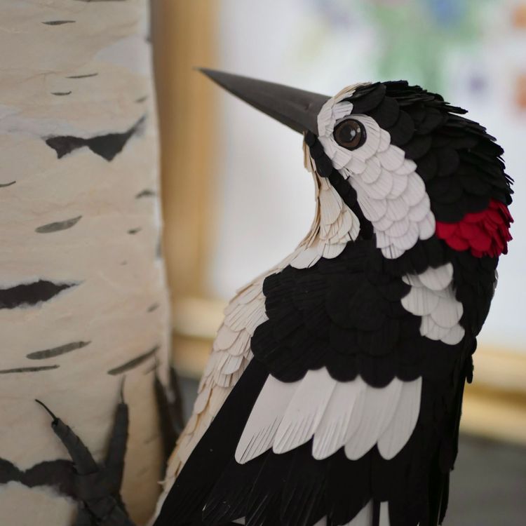 Photo de Pic épeiche