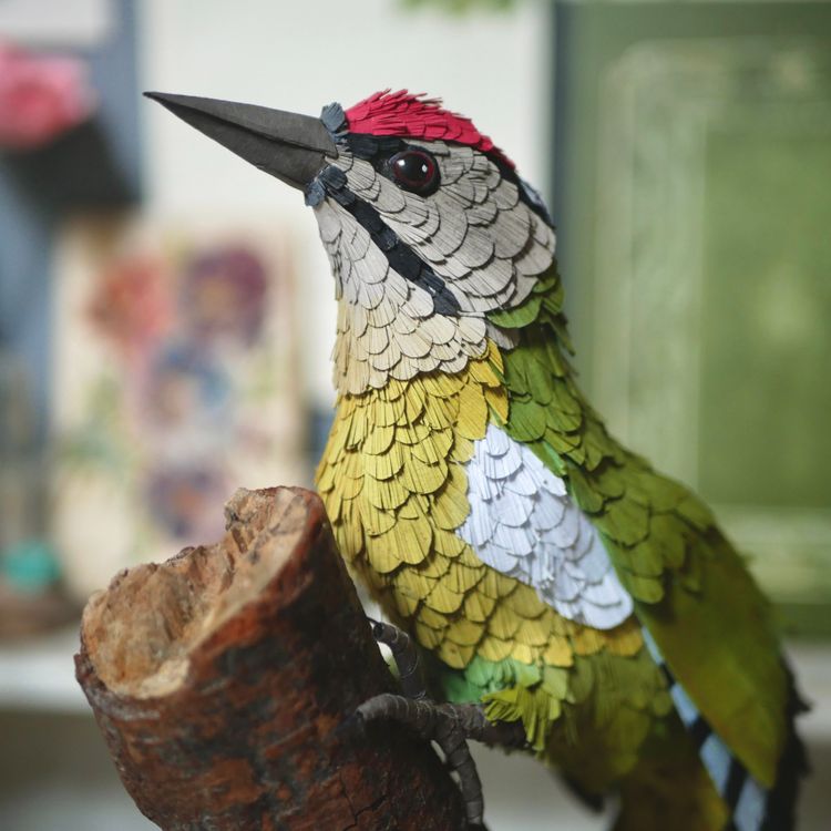 Photo de Pic cendré