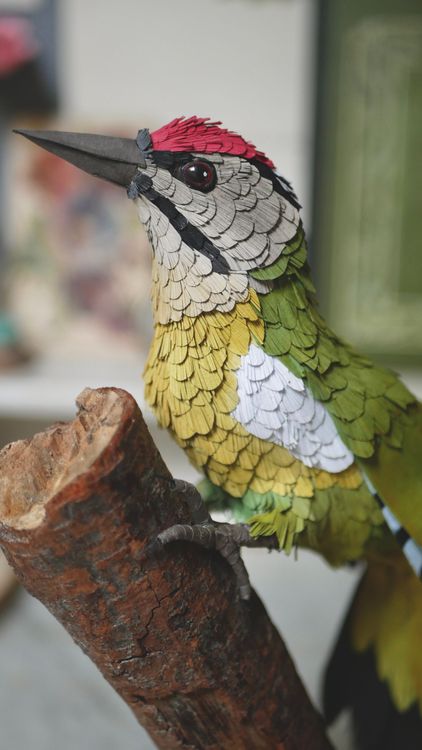 Photo de Pic cendré